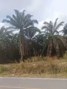 Tanah As1 Senawar Bayung Lencir dekat Pintu Tol