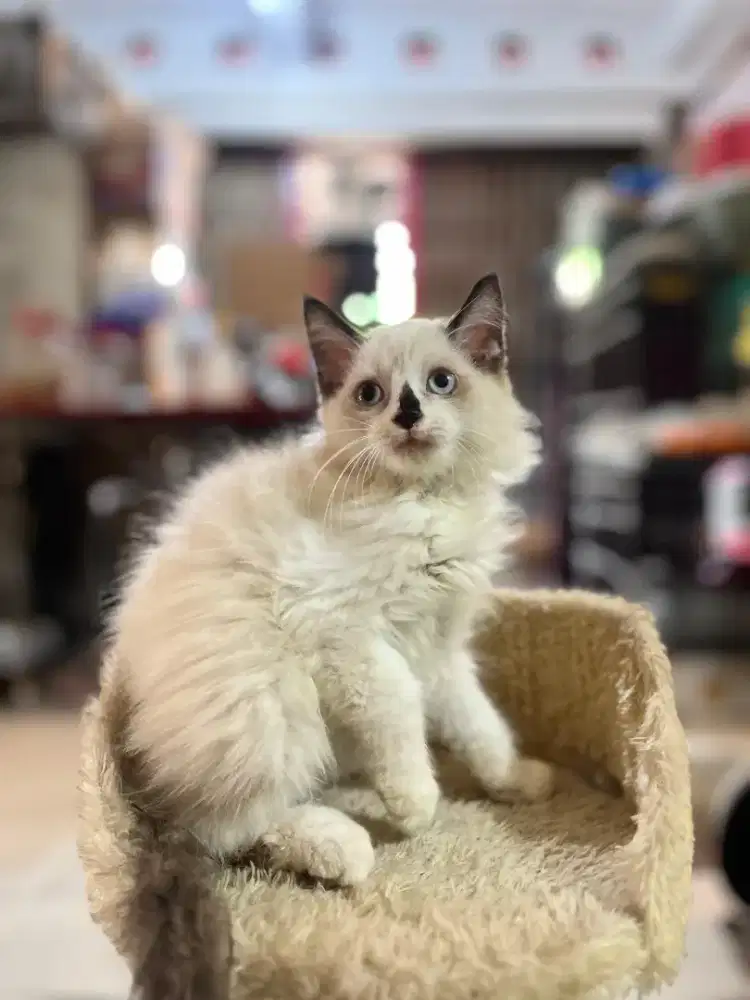 kucing kitten anakan persia anggora ragdoll himalaya nowergian scotish