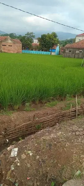 tanah sawah di rancajigang paseh ibun jalan cikaro