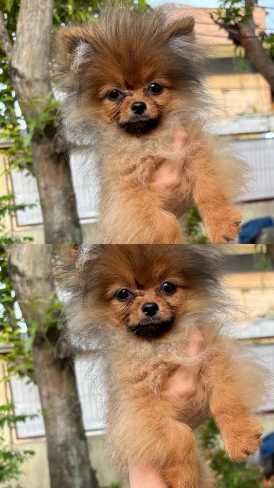 Jual Supermini Pomeranian 4 bulan 900 gram