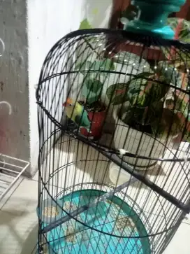 Jual love bird PB Fulset