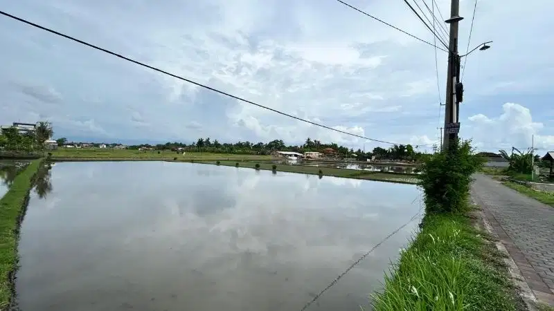 Tanah view hamparan sawah di Tabanan, Boleh ambil 800 m2