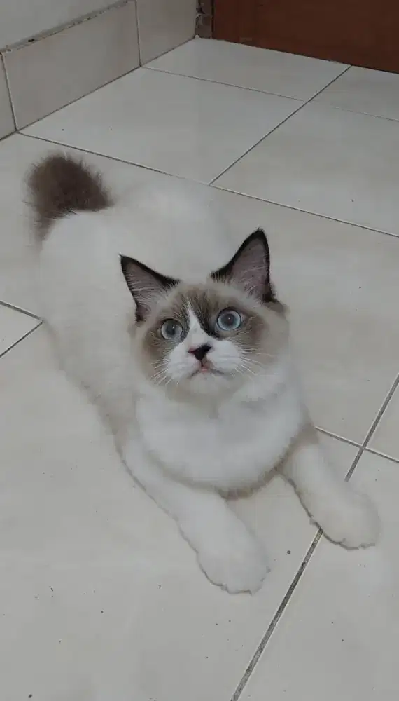 Kitten ragdoll bicolor simetris mata biru