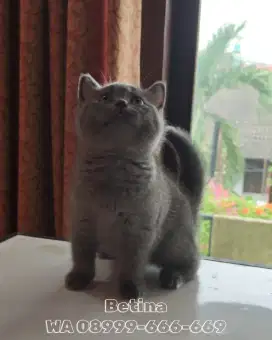 British Shorthair Blue Good Bloodline