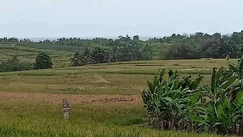 Tanah view laut, sawah cocok untuk villa pribadi atau komersil