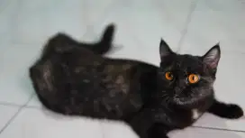 British short hair bsh betina