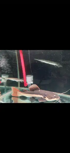 Ikan lele amazon