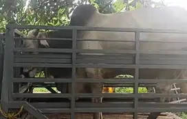sapi jawa putih PO 425 kilo timbang hidup siap potong hajatan nazar ok
