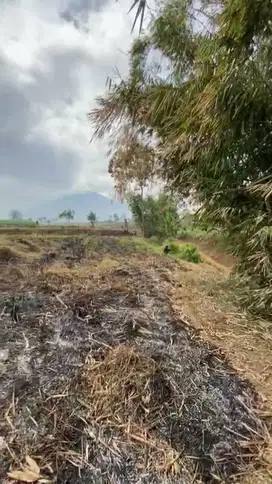 Tanah Kebun Ngenep Karang Ploso Malang