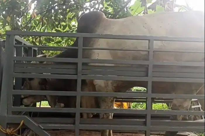 sapi jawa putih 425kiloan timbang hidup PO siap potong nazar sedekahan