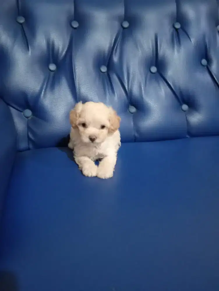 Poodle tea cup jantan
