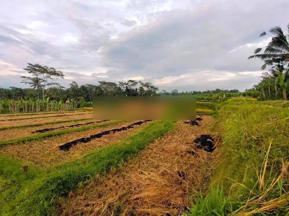 tanah full view sawah dan jungke di Ubud, akses jalan 6 meter aspal