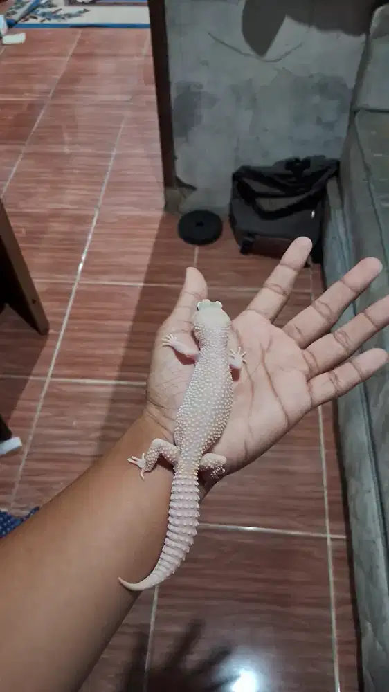 Leopard gecko...