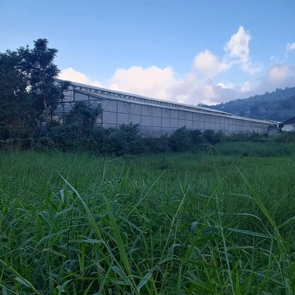 Tanah Los Danau Buyan 1400m² Cocok Villa & Investasi