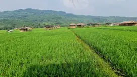 KAVLING SAWAH JONGGOL