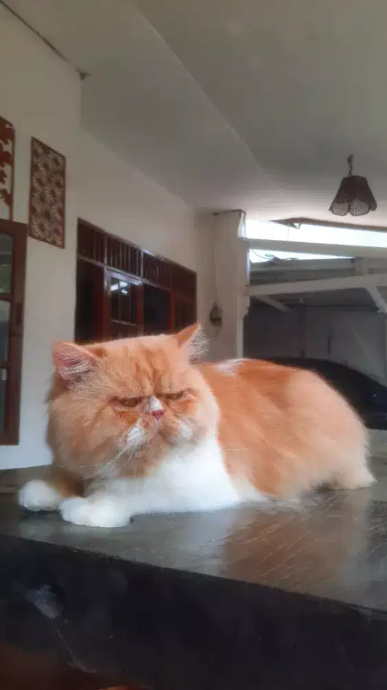 GROMING PANGGILAN MURAH