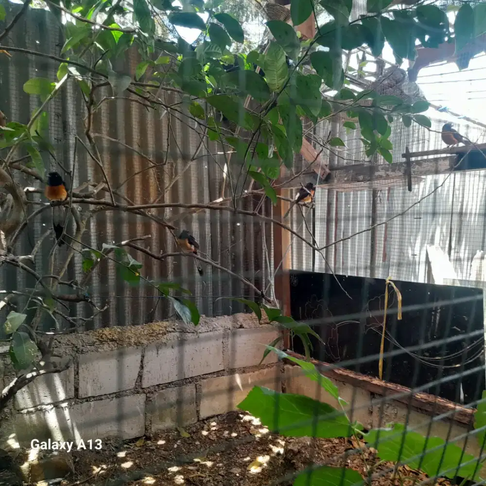 Muray batu 5 ekor