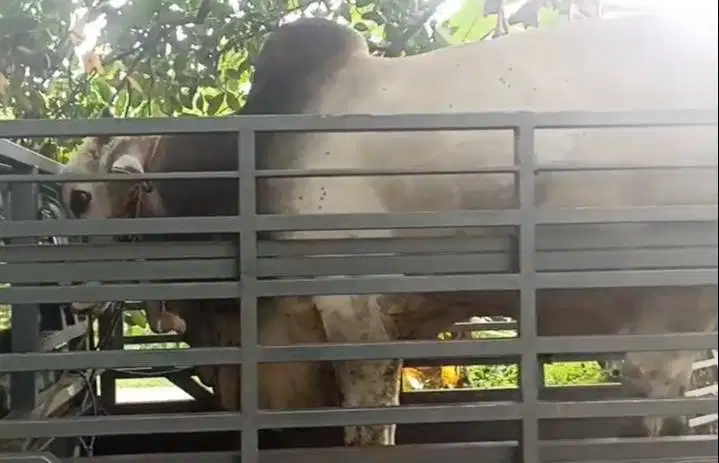 sapi jawaan PO jantan 425kiloan timbang riil siap nazar sedekah hajat