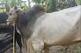 sapi jawaan PO jantan 425kiloan timbang riil siap nazar sedekah hajat