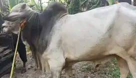 sapi jawaan PO putih 425 kiloan siap hajatan sedekahan nazar syukuran