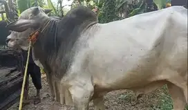 sapi jantan PO jawaan putih 425kiloan siap hajatan sedekahan syukuran
