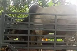 sapi jawaan putih PO 425kiloan timbang riil siap nazar hajatan sedekah