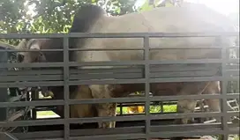 sapi putih jawaan PO 425kiloan timbang riil siap nazar hajatan sedekah