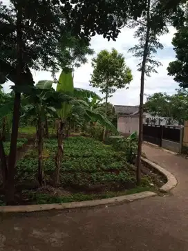 Tanah Kebun Subur dan Asri di Sirnagalih Cicalengka Bandung