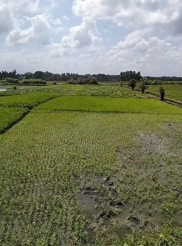 Tanah View Sawah di Kedungu Tabanan Bali, SHM, Dekat Ciputra