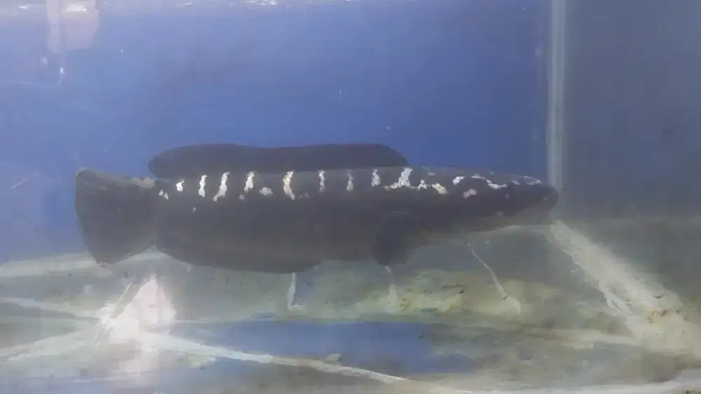 Jual ikan borongan