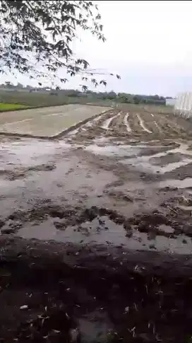 Lahan industri  3 HA harga 550 ribu permeter di Kesamben,  Jombang