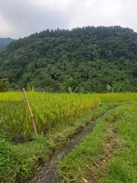 di jual tanah kebun subur dan kolam ikan di sukajaya bogor