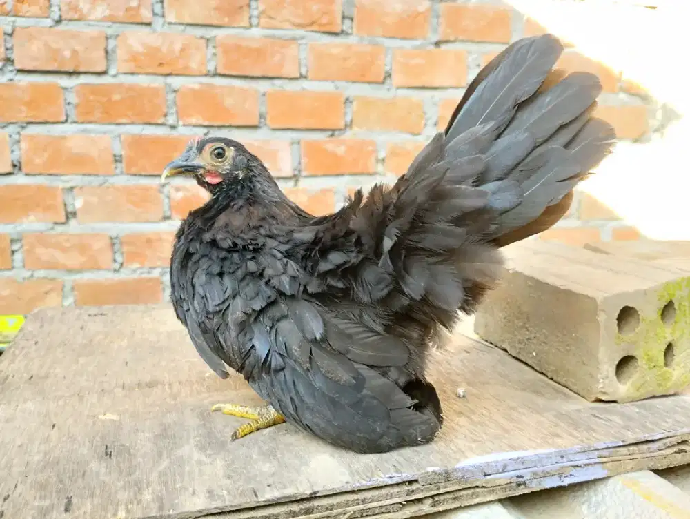 Ayam hias kate ori