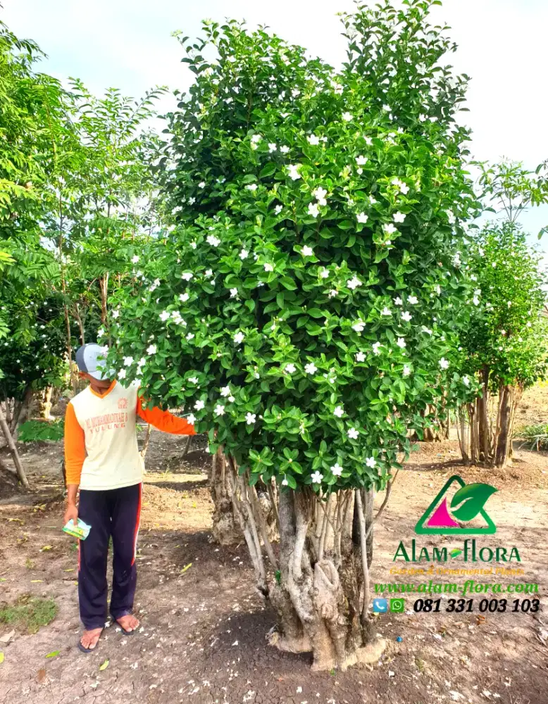 Jual Pohon Melati Jasmin dan Pohon Bonsai Untuk Taman