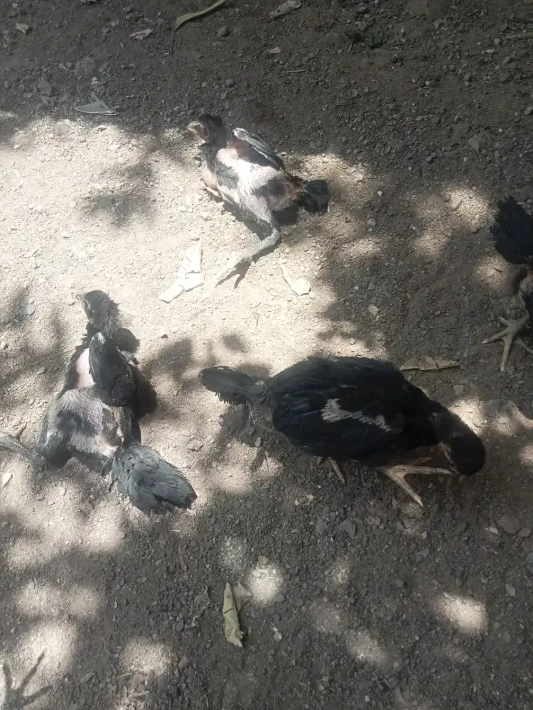Anak ayam usia 2 bulan
