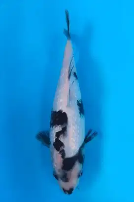 Koi Shiro Ginrin 26cm