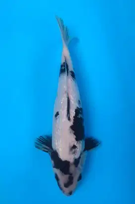 Koi Shiro Ginrin 31cm
