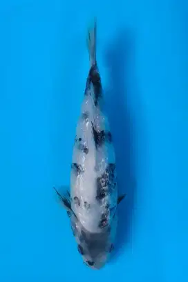 Koi Shiro Ginrin 25cm