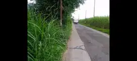 Tanah Emas Poros Aspal Jabung Malang