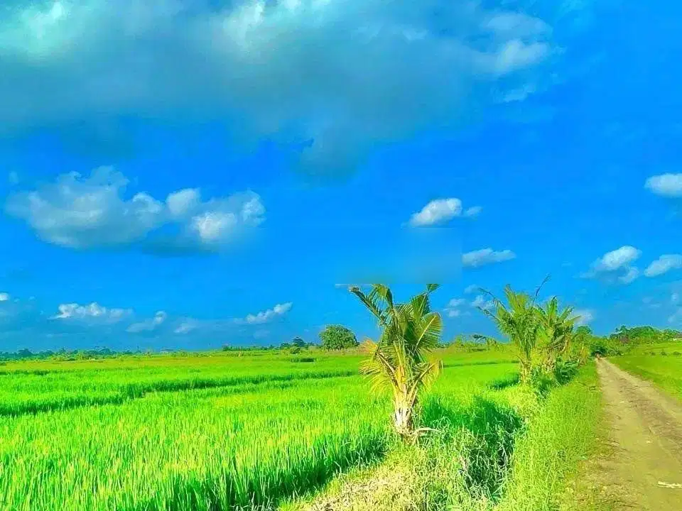 Tanah view laut dan hamparan sawah di jalan pantai kelating