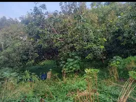 Lahan kebun mangga luas 920 m2 harga 120 juta di Rembang, Pasuruan