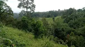 Kebun Durian Kopi Alpukat  Tumpang Malang