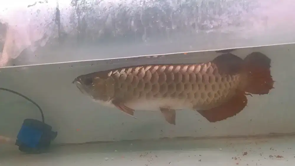 Arwana golden red