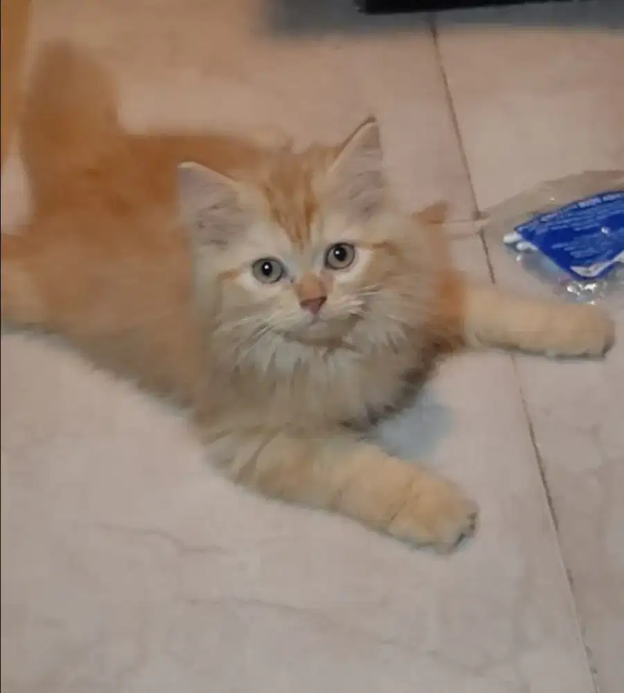 Open adop kucing persia