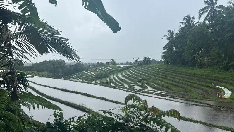 jual tanah kebun luas kecil view sawah lembah di tabanan bali.