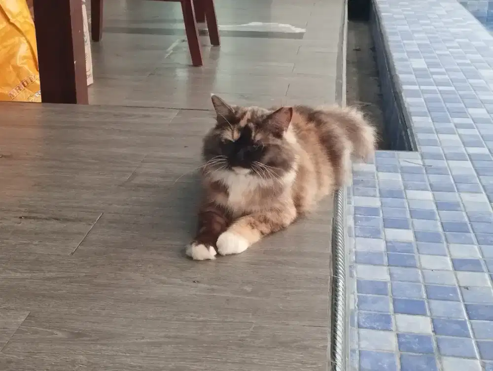 jual kucing ras ragdoll x persia