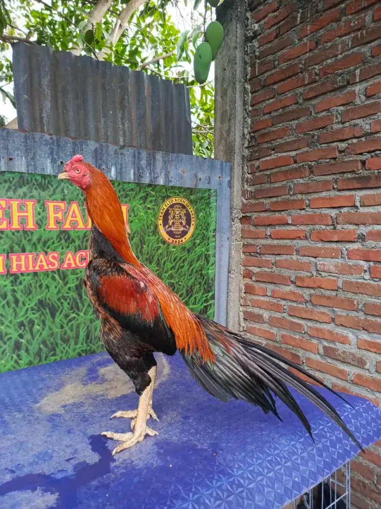 Ekor lidi ori kaku