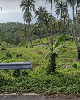 di jual kebun berikut pohon kelapa di Tegal Buleud sukabumi