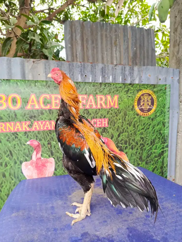 Ayam siam murni LHK
