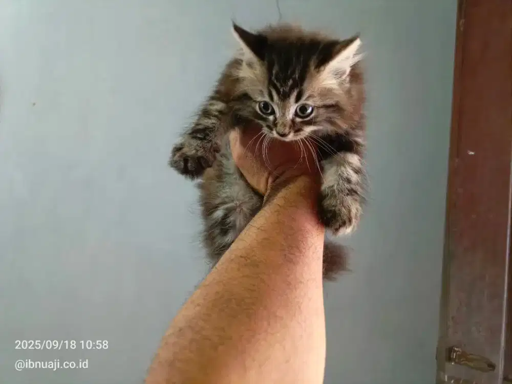 Kitten jantan ragdoll mix persia